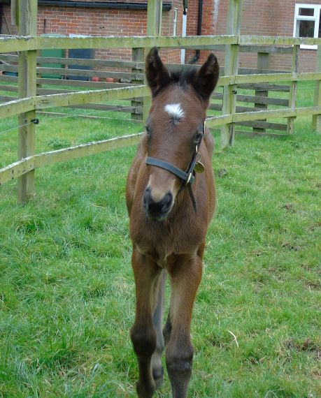 2022 colt by Kingman